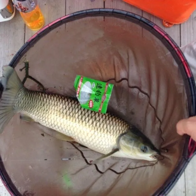 carp