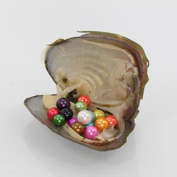 

Free Shipping DIY Freshwater Pearls In Oysters 28 Colors 7-8mm Round Pearls Vacuum-Packing Luxury Jewelry Birthday Gift FR026