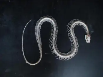 

snake skeletal specimens snake skeleton model educational equipment teaching model
