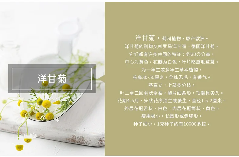 洋甘菊产品信息.jpg