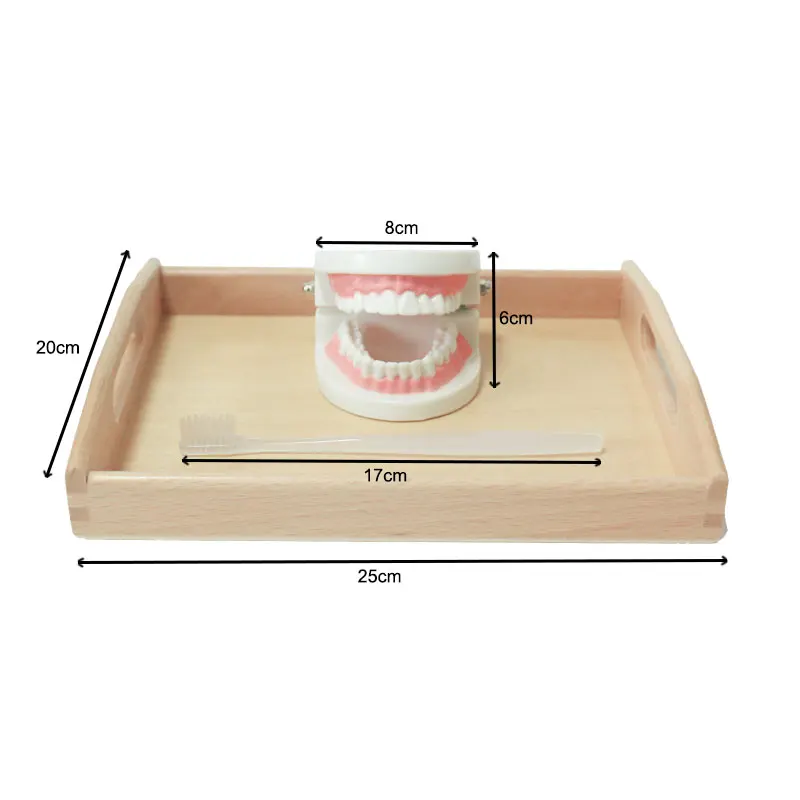 Montessori Practical Life Brushing Teeth Materials Wooden Educational Toys For Children Juguetes Montessori Preschool YL1164H