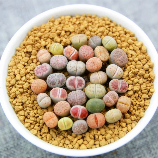 2 Lithops Pseudotruncatella Bulbs, Random Color