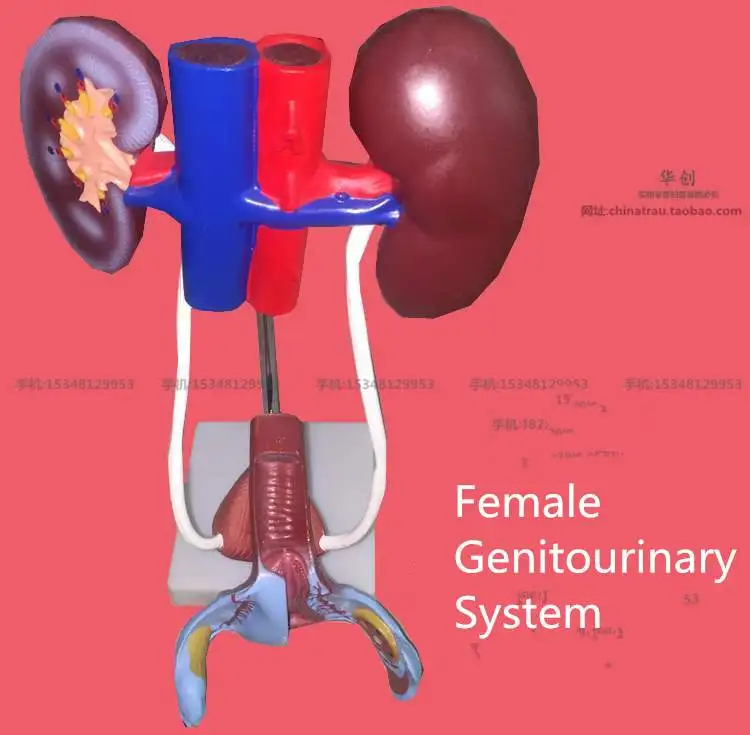 External Female Dog Urinary Anatomy tca.dothome.co.kr