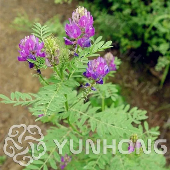 

Freshly picked Herbs bonsai Authentic Astragalus plant bonsai plant DIY home garden free shipping 100PCS Organic Astragalus