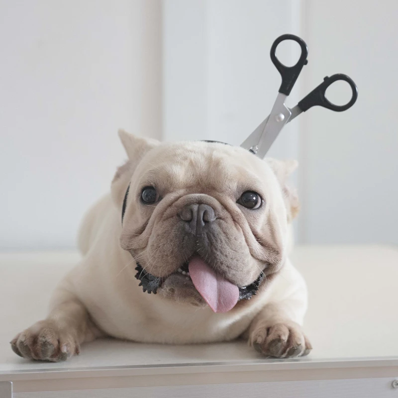 

[MPK Store] Halloween French Bulldog Dog Headwear, Funny Dog Costume