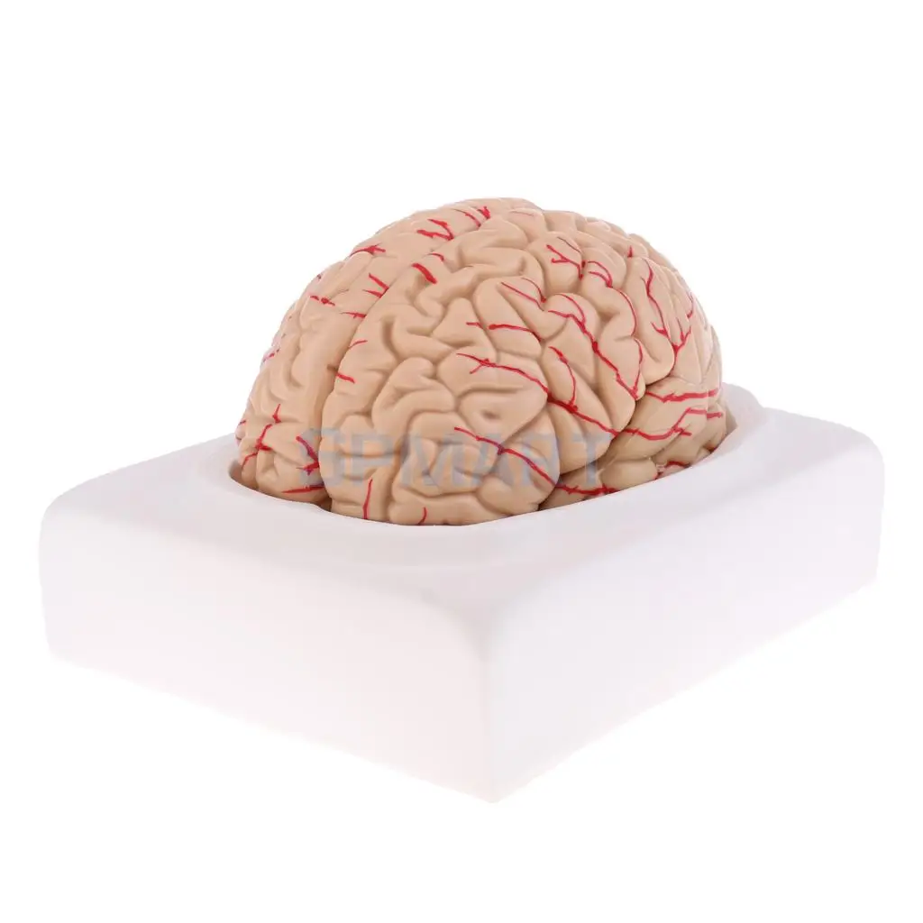

1:1 Removable 8 Parts Human Cerebra Brainstem with Arteries Medical Teaching Model Lab Display Kits