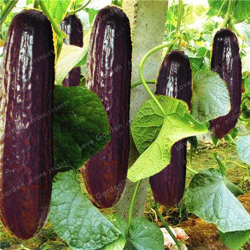 

Rare Purple Black Cucumber Japanese Long Cucumber Bonsai For Home Garden bonsai Vegetables Healthy Non-GMO Plants 20 Pcs