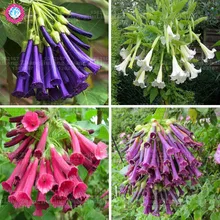100PCS Rare Datura Seeds Brugmansia Suaveolens Flamenco Beautiful Mandala Flower Seeds Perennial Potted Plant For Garden