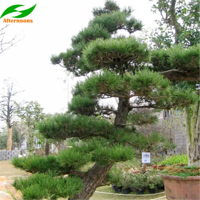 Thunderhead Evergreen Bonsai 50 Pinus thunbergii JAPANESE BLACK PINE SEEDS
