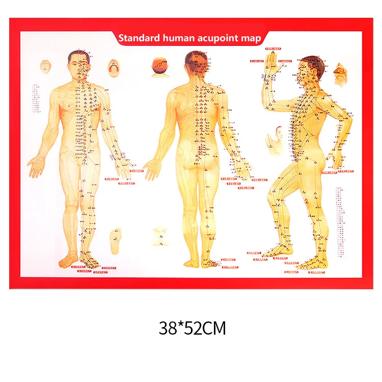 Standard Meridian Acupuncture Points Chart and ZhenJiu Moxibustion Acupoint Massage Chart for Head Hand Foot Body Health Care