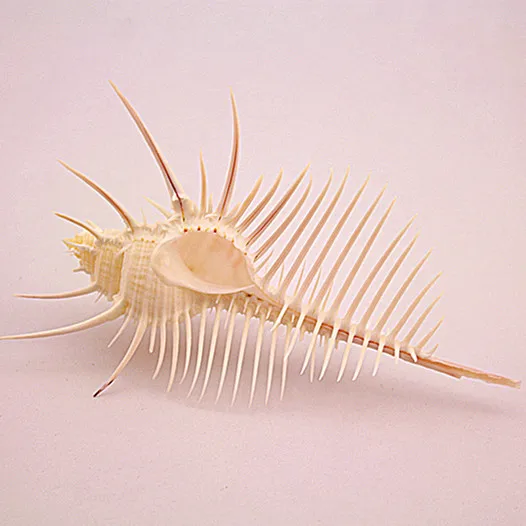 

HappyKiss Natural conch shell coral screw for maecenas screw decoration gift new crafts