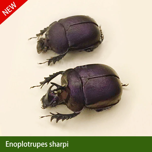 糞カブトムシ標本カブトムシ標本紫色の ペア の昆虫標本 Beetle Jokes Beetle Exhaustspecimen Collection Aliexpress