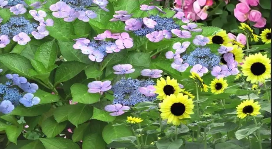 QQ20190426142911