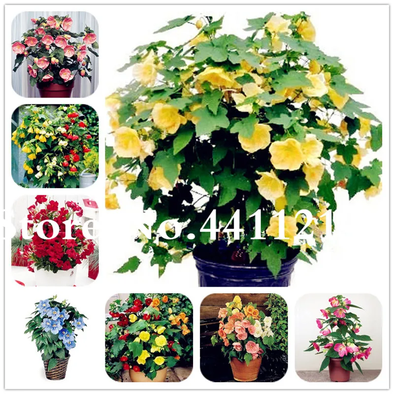 

Hot Sale 200 Pcs Mini Hibiscus Bonsai Hibiscus Flower, Bonsai Flower Potted Planters for Decoration the Budding Rate 97%