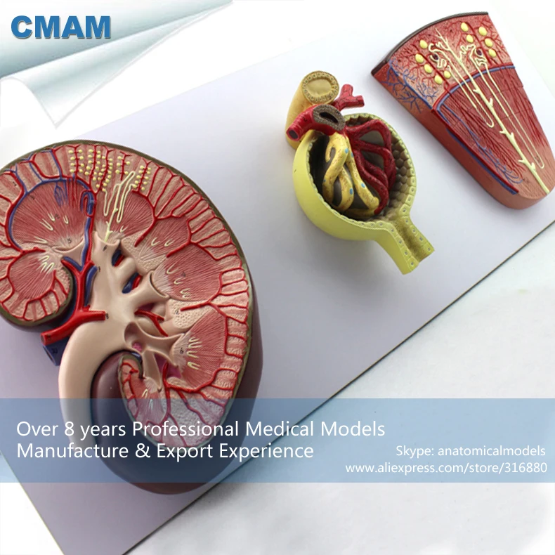 12435 cmam-kidney06 человека стерео клубочек нефрона почек Органы модели, Медицинские товары учебных анатомические модели