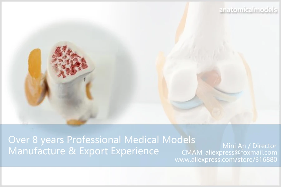 JOINT05 CMAM human knee joint models -2