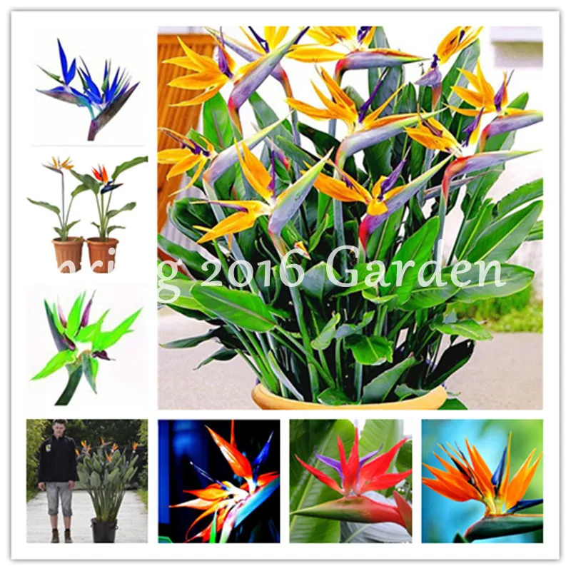 

100Pcs Strelitzia Bonsai Garden Perennial Colorful Flower Bird of Paradise Strelitzia Indoor Bonsai Orchid Flower Blooming Plant