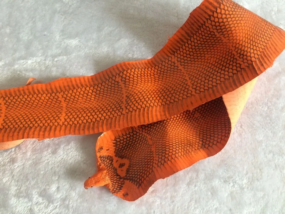 

Dryed Cobra Snake Skin With Head