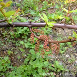 Дерево бонсай собранное растительное седло CORIARIA Millennium фиолетовый тутового бонсай CORIARIA вода может использоваться в качестве лекарств 200