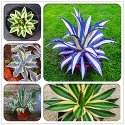 100 шт. Americana Agave в горшках Variegata бонсай растения 5 редких цветов сочные растения Agave цветок для дома сад Легко расти