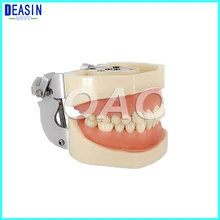 Цена по прейскуранту завода стоматологические 28 шт. зубные модели для стоматологической практики использования стоматологические все съемные зубы модели