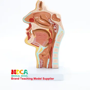 

Sick Head Anatomical model oral cavity rhinitis pharynx throat Model Medicine Teaching model Pathological analysis