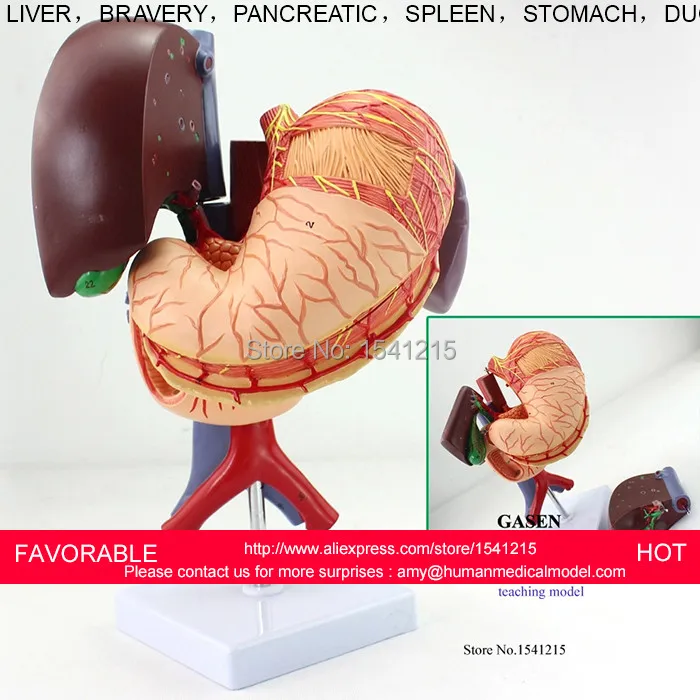 Фигадо печень поджелудочная кистозная структура модель медицинский анатомический пищеварительный желудок гепатобилиальный желудочно-кишечный GASEN-XH003