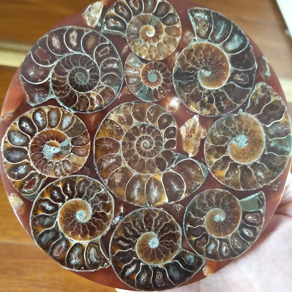 

beautiful Ammonite Shell Fossil Disc Madagascar whole ammonite fossil connected together not broken ones with shelf DHX SW