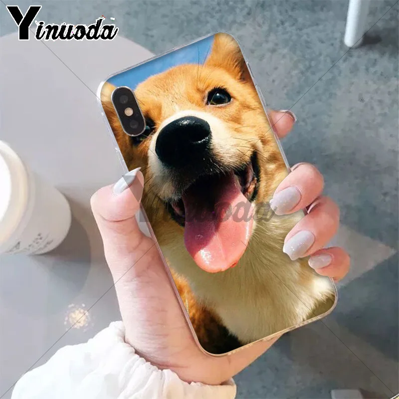 Best friend animal corgi