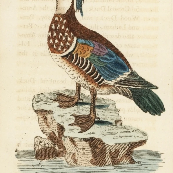 Wood Duck  Aix Sponsa Poster Print By <ALIMT >&reg;</ALIMT> Florilegius Mary Evans (24 X 36)