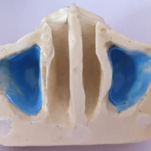 Синус практика модель для образования зубного зуб зубы стоматолог анатомическая модель Анатомия odontologia