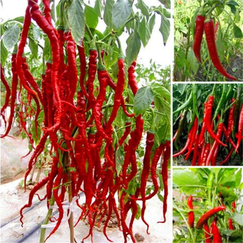 

100pcs / Lot Vegetables Pepper PlantsOrganic Cayenne Pepper Blend Plantas Multicolored Pepper Bonsai, NON GMO