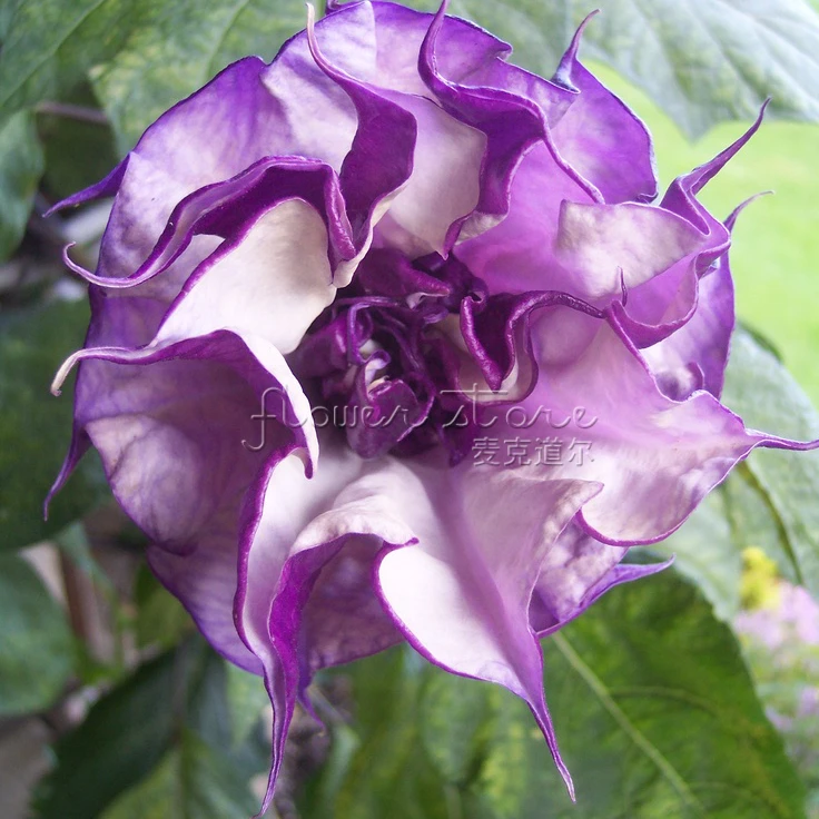 moonflower vine ebook review moonflower vine booklet review