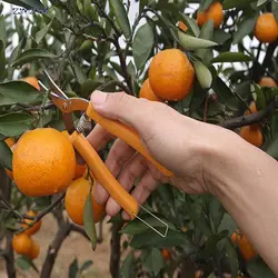 Высокого качества оранжевые ножницы изогнутые рот ягодных дерево секатор ножницы для нарезки фруктов и овощей для садоводства фруктов