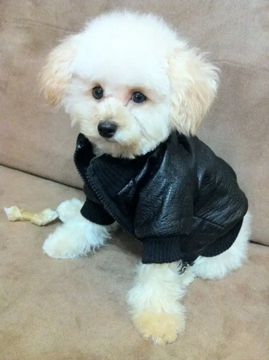 Wholesale pet leather jacket, dog clothing, pet winter coat, pet