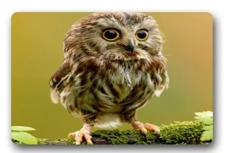 Charmhome Mode Salon Paillasson Bebe Hibou Mignon Paillasson Personnalise Porte Tapis Decor A La Maison Tapis Mode Tapis Aliexpress Charmhome Mode Salon Paillasson Bebe Hibou Mignon Paillasson Personnalise Porte Tapis Decor A La Maison Tapis Mode Tapis Aliexpress