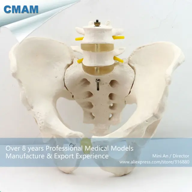 Male Pelvis Model Labeled Anatomy