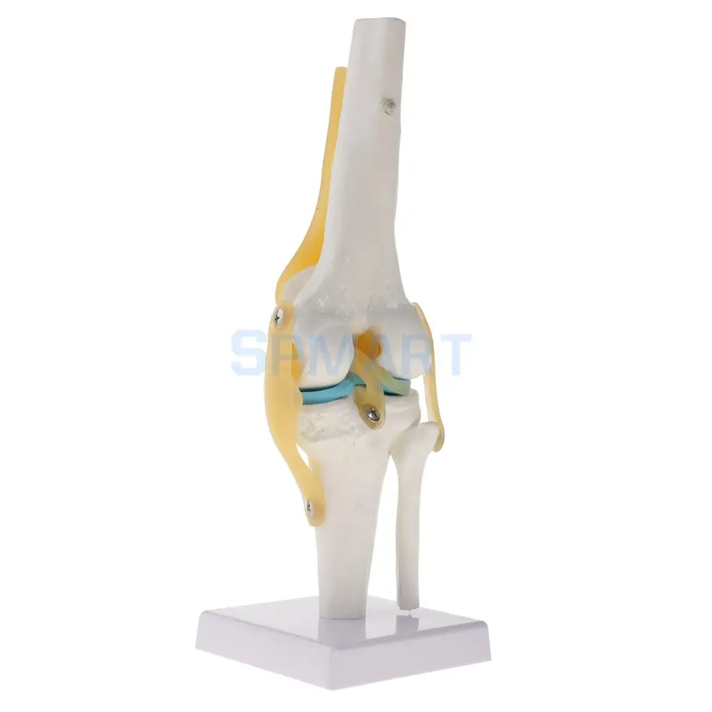 1:1 Human Knee Joint Skeleton +Human Foot & Ankle Joint Model School Teaching Display Lab Supplies Kits