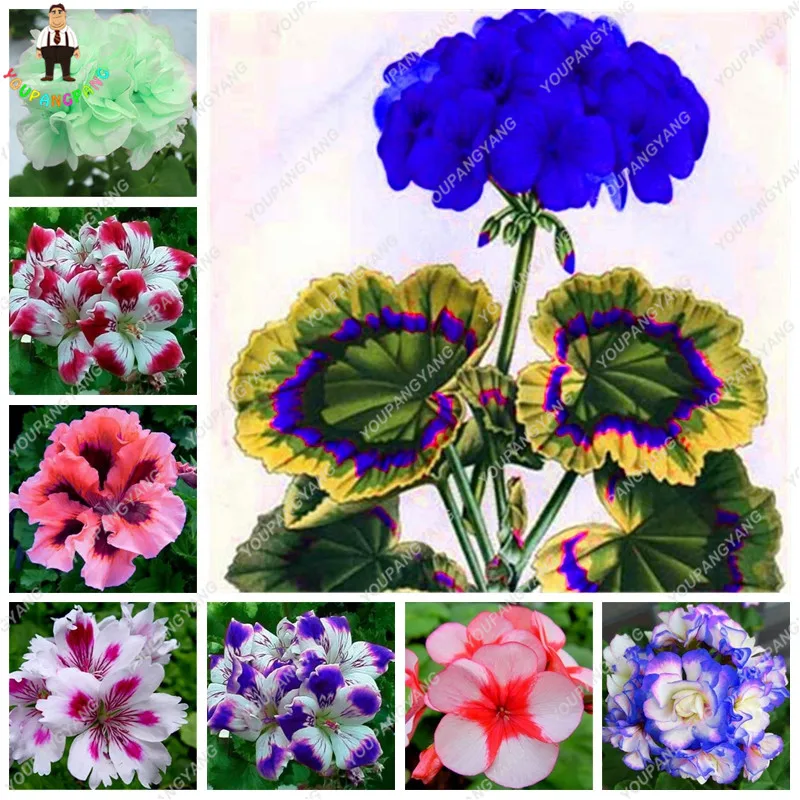50 Pcs/Pack Rare Blue Geranium plants Perennial Rare Flower plants For Indoor Rooms Bonsai Potted Flower Elegant Mix-Color