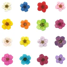 60 шт прессованный высушенный 4-8 мм Мини Нарцисс Jonquilla цветок гербарий из растений для ювелирных изделий открытка с пригласительным билетом чехол для телефона DIY