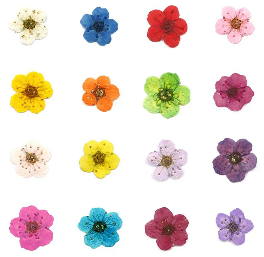 

60pcs Pressed Dried 4-8mm Mini Narcissus Jonquilla Flower Plant Herbarium For Jewelry Postcard Invitation Card Phone Case DIY