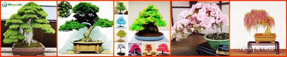 sakurabonsai-tree01