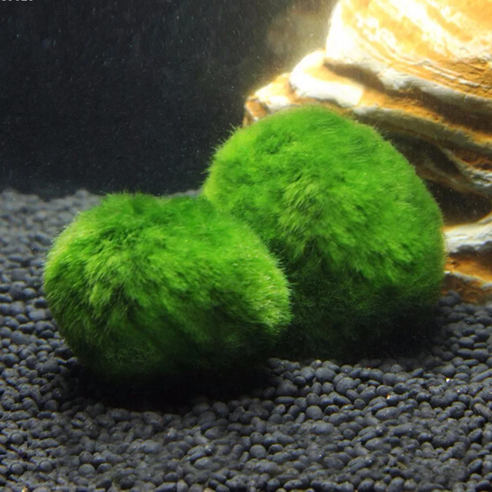 3-4cm-Cladophora-Live-Aquarium-Plant-Fish-Tank-Shrimp-Nano-For-MARIMO-MOSS-BALLS-Fish-Tank