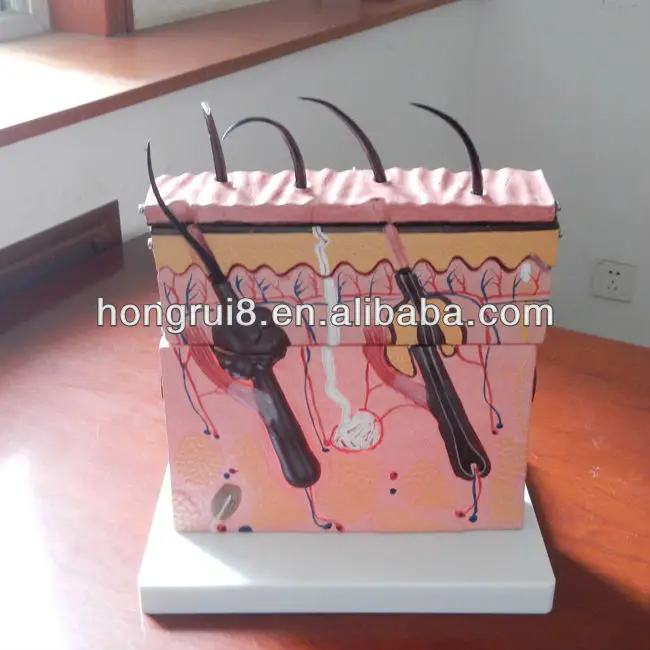 

Human Skin structure model, skin section model