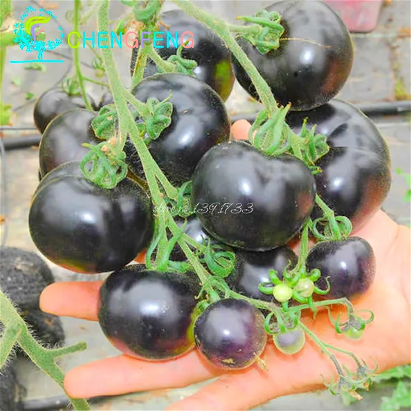 

200pcs/Bag black tomato bonsai rare vegetable fruit plant high quality summer food 90%+ germination flower pot planters