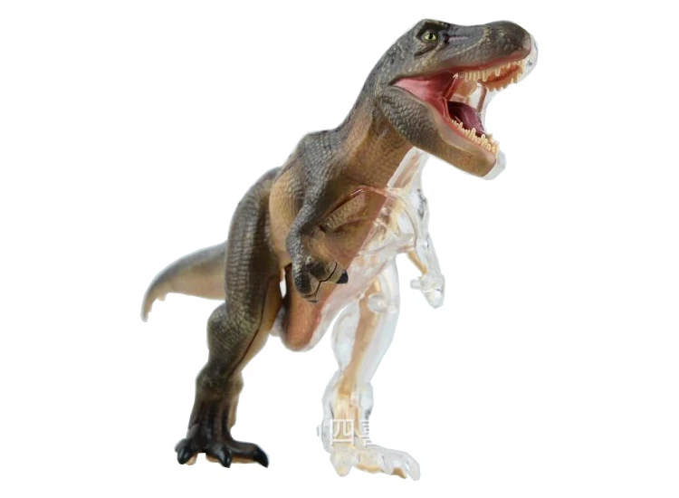 dinosaur anatomy toy