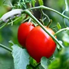 Clips de retenue pour serres | Pinces à tomates, Agriculture, pinces de retenue pour serres, plantes, arbre à fruits, Branches pour renforcer les supports, outil 100 pièces ► Photo 2/6