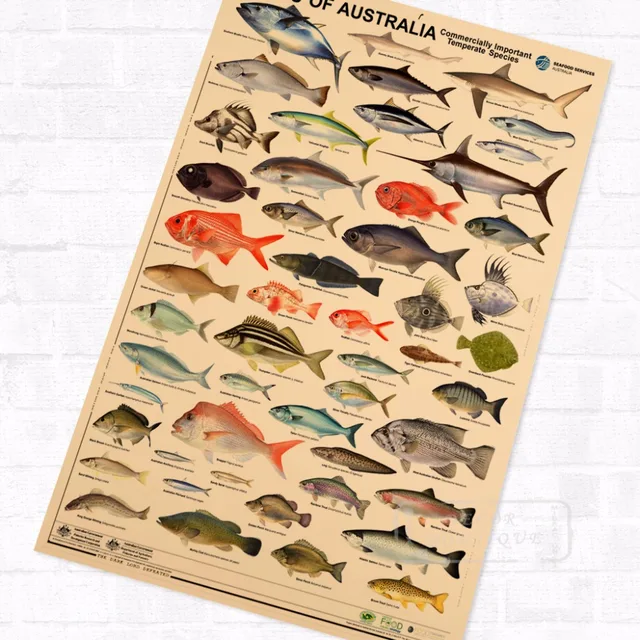 Australia Fishes Marine Organism Vintage Retro Kraft Coated Poster ... Australia Fishes Marine Organism Vintage Retro Kraft Coated Poster ...