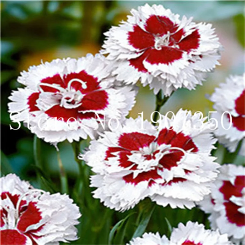 New! 200 pcs Mixed Carnation Flower, bonsai Carnation flower Bonsai, florists Flower Perfumed Garden,plant for home & garden