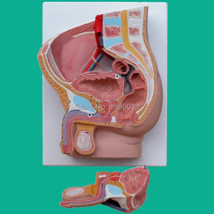 

Median section of Male pelvis model 2 parts, Human Male Pelvis model